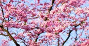 cerezo en flor