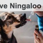 aceite CBD para perros