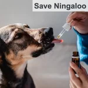 aceite CBD para perros