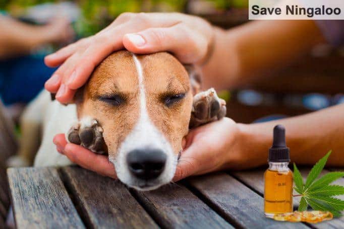 recurso veterinario innovador