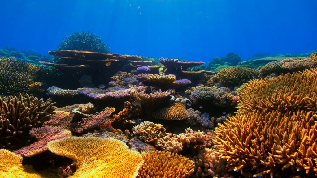 Arrecife de coral con rayos de sol bajo el agua