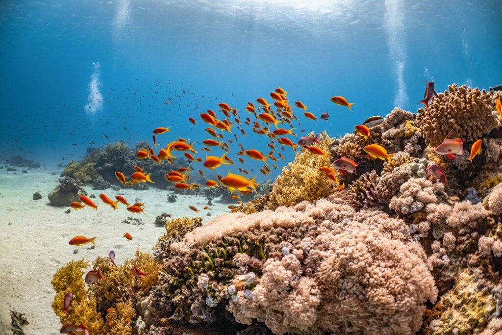 Banco de peces nadando sobre un arrecife de coral