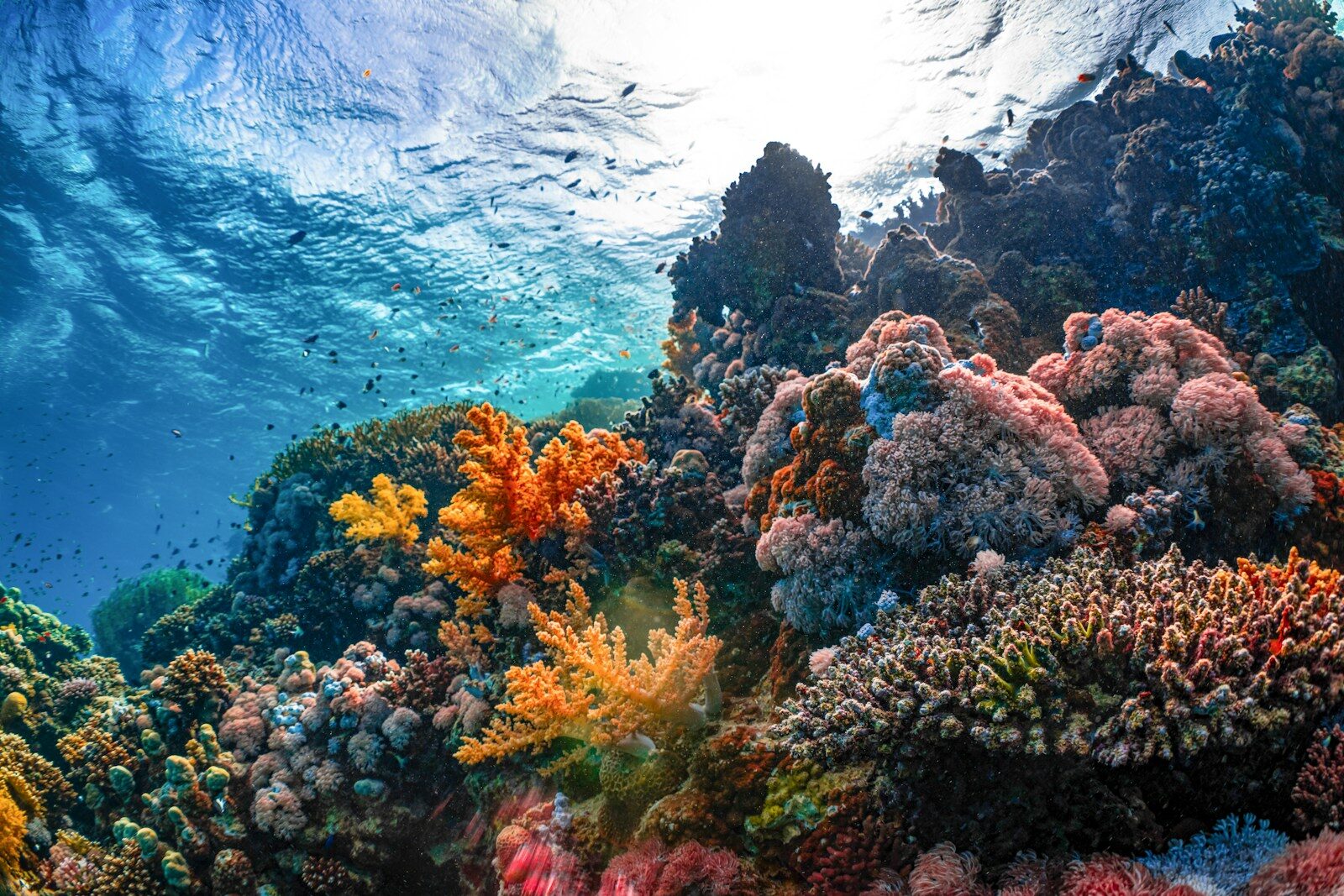 Vista submarina de un arrecife de coral colorido