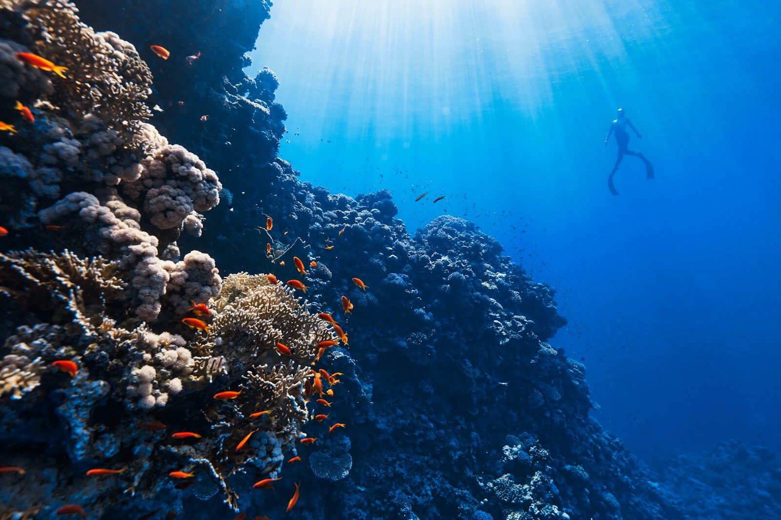 Persona haciendo snorkel cerca de un arrecife de coral